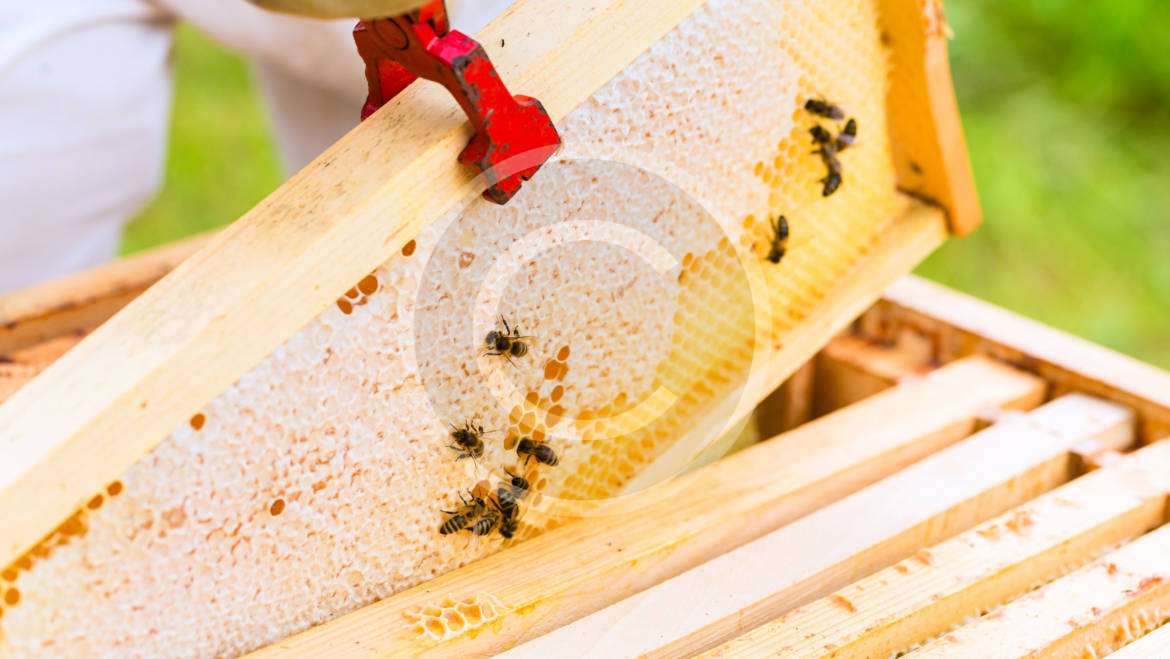 Tutorial: Beekeeping Plans, Supplies & Ideas