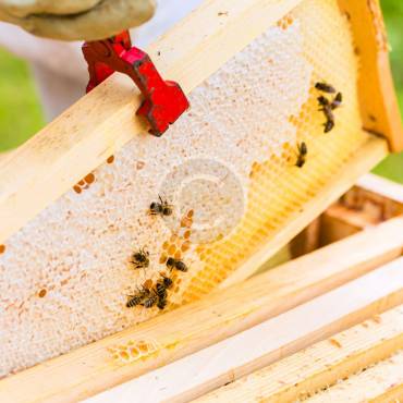 Tutorial: Beekeeping Plans, Supplies & Ideas