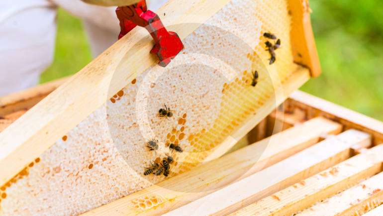 Tutorial: Beekeeping Plans, Supplies & Ideas